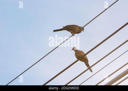 Zwei Tauben Auf Der Stromleitung, Die Vögel Sind Frei. Stockfoto