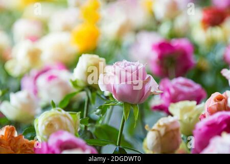 Blumen Wandhintergrund Mit Erstaunlichen Mehrfarbigen Rosen, Hochzeitsdekoration, Retro-Filter-Ton. Stockfoto