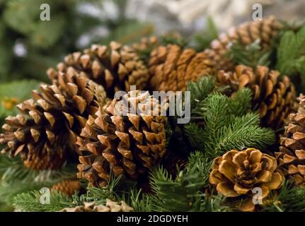 Hintergrund festlich Winter saisonal, Gruppe braun Klumpen auf frischen grünen Zweigen Tanne close-up, weihnachten Stockfoto