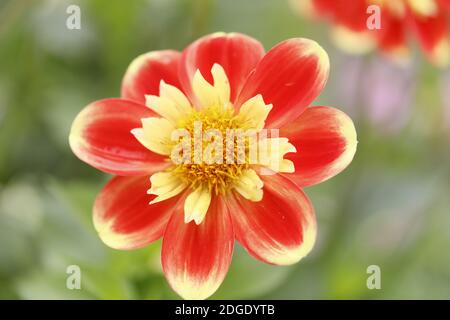 Dahlia Blumen in verschiedenen Farben Stockfoto