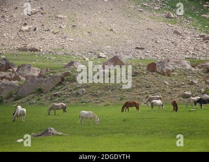 Pferde grasen in der Suru Valley, , Rangdum, Kargil Bezirk, Ladakh, Jammu & Kasmir, Nordindien Stockfoto