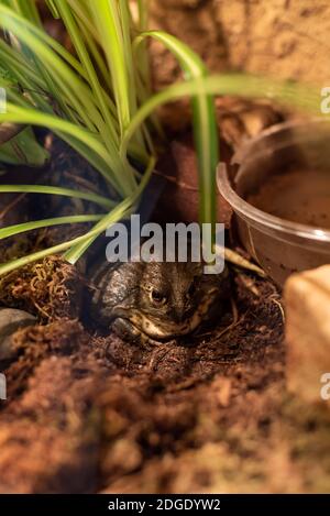 Big Fett gehörnte Frosch pacman in natürlichen grünen feuchten Biom Gehäuse warmes Klima natürliche Landschaft Hintergrund Stockfoto