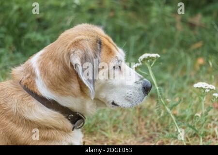 Beagle Hybrid Hund Porträt im Garten mit Gras im Hintergrund Stockfoto