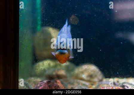 Nahaufnahme von Piranha-Fischen oder serrasalmus nattereri schwimmend und suchen Direkt an der Kamera in einem Aquarium blau orange umgeben Durch Blasen Stockfoto