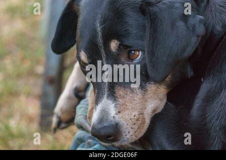 Hundegesichtenportrait von einem alten Appenzeller Sennenhund, der darin liegt Gardem Stockfoto