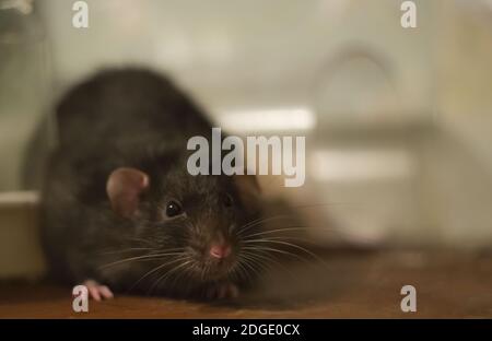 Großer schwarzer Rattenmink mit dunklen Augen auf einer Holzoberfläche, Fokus auf den Kopf auf einem verschwommenen Hintergrund Stockfoto