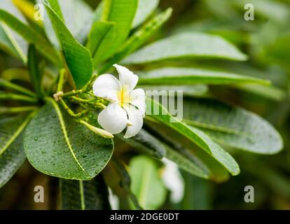 Weiße Blume Frangipani (Plumeria), tropische Pflanze mit langen grünen Blättern, die von Regentropfen bedeckt sind Stockfoto