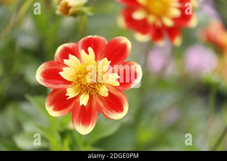 Dahlia Blumen in verschiedenen Farben Stockfoto