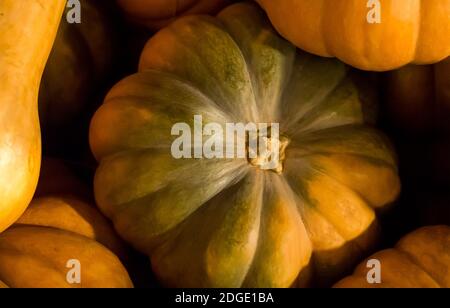 Kürbisgrün mit orangefarbenem seitlichem Nahaufnahme-herbstlicher Textur-Hintergrund Stockfoto