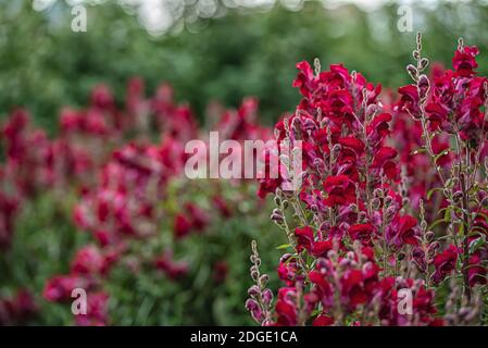 Lila Blüten von antirrhinum oder Drache Blumen oder Snapdragons in einem grünen Blumen Garten Stockfoto