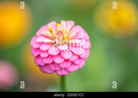 Zinnia elegans oder cinnya im formalen Garten Stockfoto