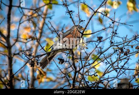 Amerikanischer Robin (Turdus migratorius) auf einem Baumzweig im Herbst Stockfoto