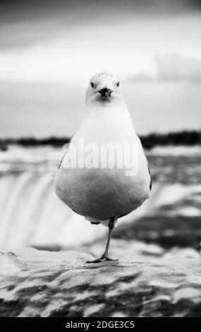 Möwe (Ring-billed Gull) stehen auf einem Bein gefroren eisigen Zaun in der Nähe von Niagara Falls Stockfoto