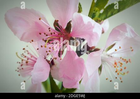 Zweig von Peach Blossom auf weißem Hintergrund. Stockfoto