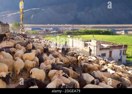 Schafe durch Pibiting Dorf in der Nähe von Padum in den frühen Morgen, Juli. Zanskar Tal, Ladakh, Jammu und Kaschmir, Nordindien Stockfoto