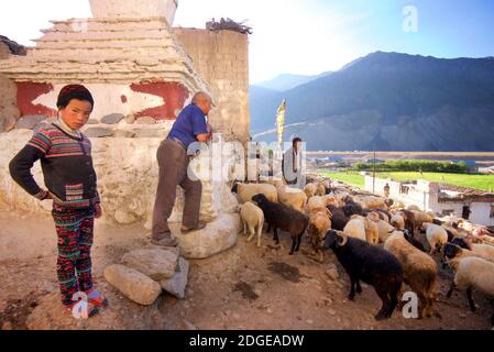 Schafe durch Pibiting Dorf in der Nähe von Padum in den frühen Morgen, Juli. Zanskar Tal, Ladakh, Jammu und Kaschmir, Nordindien Stockfoto