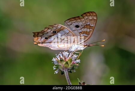 Ein weißer Pfau Schmetterling auf einer Blume. Stockfoto