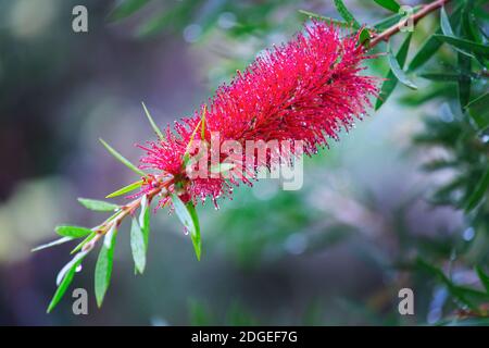 Rote Callistemon Blume im Garten im Regen, Nahaufnahme. Stockfoto