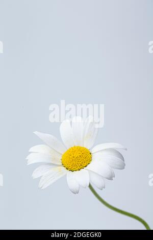 Gänseblümchen Blume mit Blättern. Blühende Gänseblümchen. Gänseblümchen, Leucanthemum vulgare, Gänseblümchen, Gänseblümchen, HundeGänseblümchen, Mondblumen. Stockfoto