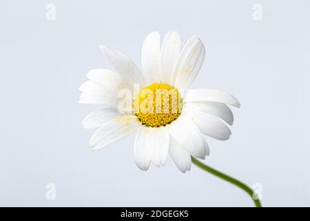 Gänseblümchen Blume mit Blättern. Blühende Gänseblümchen. Gänseblümchen, Leucanthemum vulgare, Gänseblümchen, Gänseblümchen, HundeGänseblümchen, Mondblumen. Stockfoto