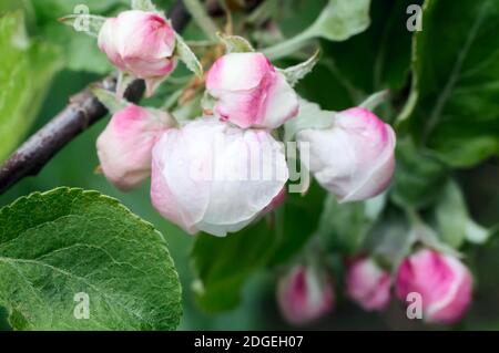 Knospen der Blumen von einem Apfel-Baum und Blätter auf einem apple tree branch im Frühjahr. Stockfoto