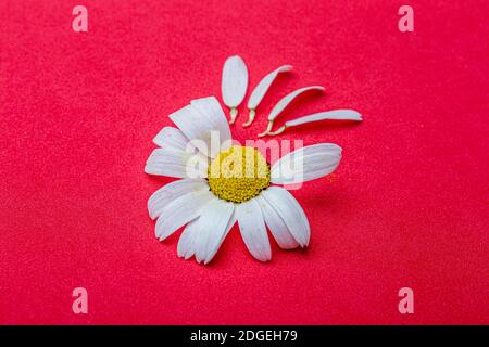 Gänseblümchen Blume mit Blättern. Blühende Gänseblümchen. Gänseblümchen, Leucanthemum vulgare, Gänseblümchen, Gänseblümchen, HundeGänseblümchen, Mondblumen. Stockfoto