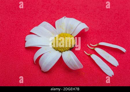 Gänseblümchen Blume mit Blättern. Blühende Gänseblümchen. Gänseblümchen, Leucanthemum vulgare, Gänseblümchen, Gänseblümchen, HundeGänseblümchen, Mondblumen. Stockfoto