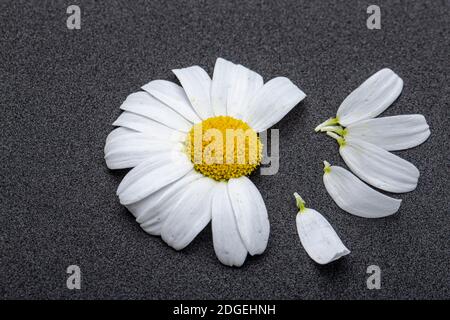 Gänseblümchen Blume mit Blättern. Blühende Gänseblümchen. Gänseblümchen, Leucanthemum vulgare, Gänseblümchen, Gänseblümchen, HundeGänseblümchen, Mondblumen. Stockfoto