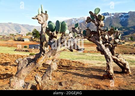 In lesotho Straße Dorf in der Nähe von Berg Stockfoto