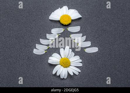 Gänseblümchen Blume mit Blättern. Blühende Gänseblümchen. Gänseblümchen, Leucanthemum vulgare, Gänseblümchen, Gänseblümchen, HundeGänseblümchen, Mondblumen. Stockfoto