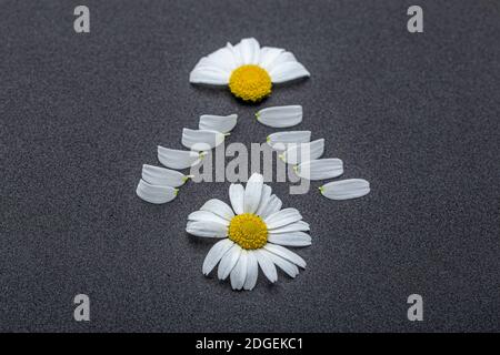 Gänseblümchen Blume mit Blättern. Blühende Gänseblümchen. Gänseblümchen, Leucanthemum vulgare, Gänseblümchen, Gänseblümchen, HundeGänseblümchen, Mondblumen. Stockfoto