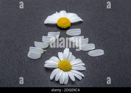 Gänseblümchen Blume mit Blättern. Blühende Gänseblümchen. Gänseblümchen, Leucanthemum vulgare, Gänseblümchen, Gänseblümchen, HundeGänseblümchen, Mondblumen. Stockfoto