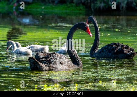 Schwarzer Schwan (Cygnus atratus) mit Cygnets, die auf dem Teich schwimmen. Stockfoto