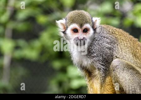 Eichhörnchen Affen in Südamerika Stockfoto