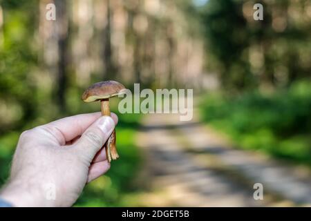 Pilze sammeln im Herbst Stockfoto