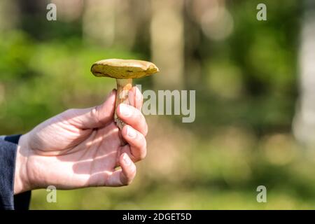 Pilze sammeln im Herbst Stockfoto