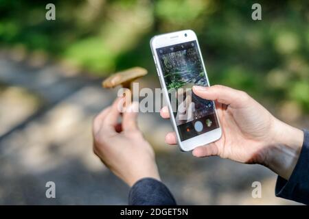 Pilzsammler, der ein Foto gemacht hat Stockfoto