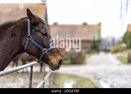Pferd auf einer Weide auf einem Bauernhof in Ostpolen Stockfoto
