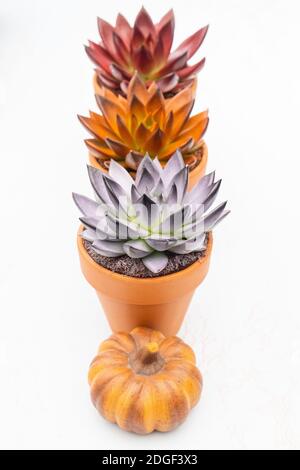 Sammlung von verschiedenen bunten saftigen echeveria Pflanzen in Steintöpfen. Stockfoto