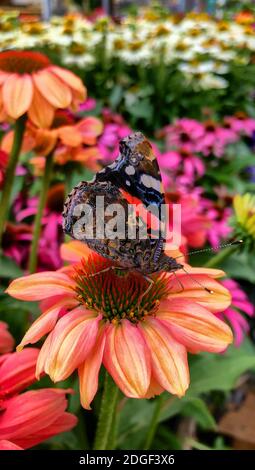 Ein lebendiger wachsender Fleck von Echinacea Purpurea oder Purple Coneflower. Stockfoto