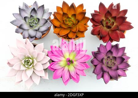 Sammlung von verschiedenen bunten saftigen echeveria Pflanzen in Steintöpfen. Stockfoto