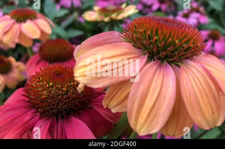 Ein lebendiger wachsender Fleck von Echinacea Purpurea oder Purple Coneflower. Stockfoto