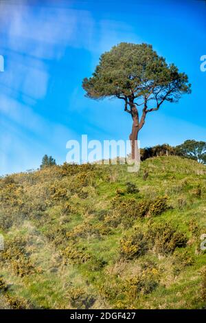 Einsame Kiefer in Coromandel Peninsula, Neuseeland Stockfoto