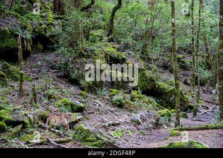 Harwoods Hole Track, Abel Tasman National Park, Nelson, Tasman, Neuseeland, Samstag, 21. November 2020. Stockfoto