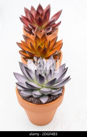 Sammlung von verschiedenen bunten saftigen echeveria Pflanzen in Steintöpfen. Stockfoto