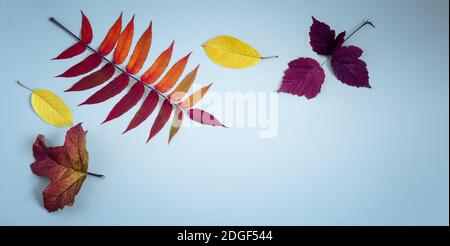 Die hellen Blätter im Herbst auf einem blauen Hintergrund. Stockfoto