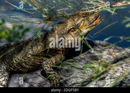 Erwachsener männlicher östlicher Wasserdrache (Intellagama lesueurii lesueurii) Sonnen auf Baumstamm am Seeufer, Botanischer Garten, Bundaberg, Queensland, Australien. Stockfoto