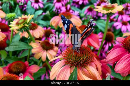 Ein lebendiger wachsender Fleck von Echinacea Purpurea oder Purple Coneflower. Stockfoto