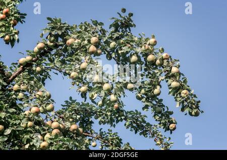 Reife Birnen auf den Ästen eines Baumes. Stockfoto