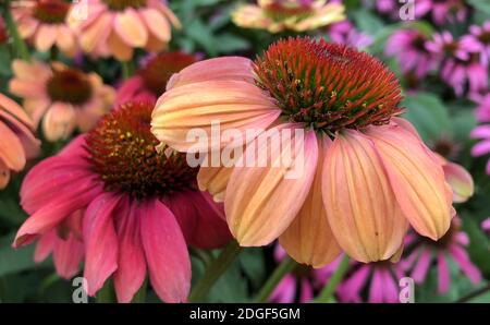 Ein lebendiger wachsender Fleck von Echinacea Purpurea oder Purple Coneflower. Stockfoto